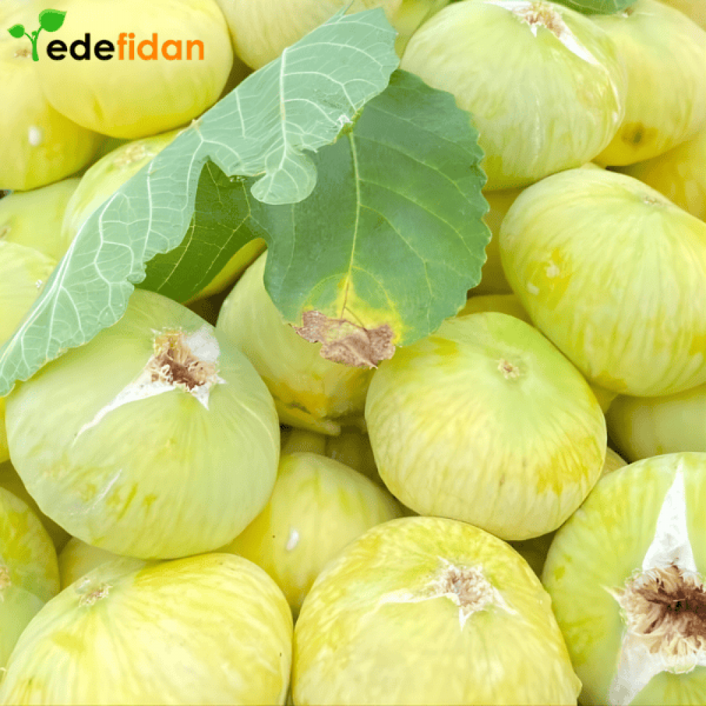 Abbas İncir Fidanı Rutbollu